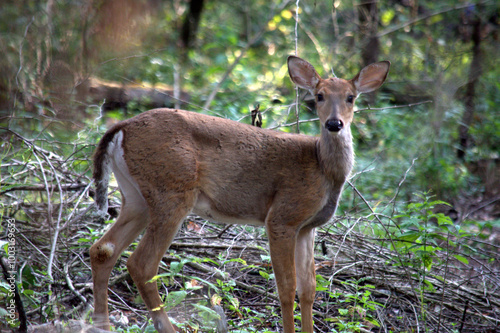 Fawn