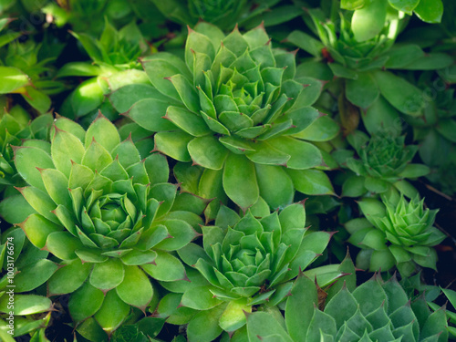 Many Beautiful succulent plants in outdoors. Echeveria cactus plant leaves close up texture. Into the sunbeam. tinting