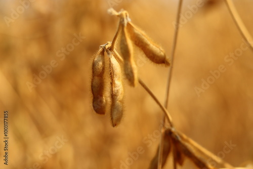 The golden ripe ear of soybeans can be harvested.