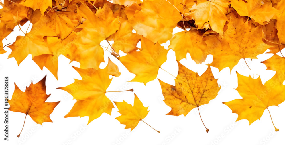 Scattered Autumn Leaves on a White Background Scattered Autumn Leaves on a White Background