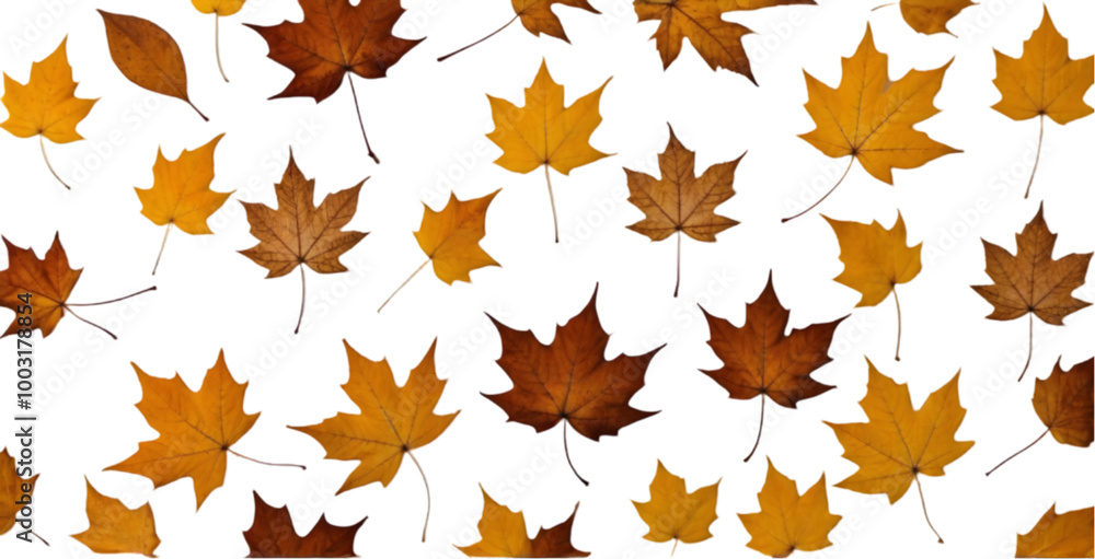Scattered Autumn Leaves on a White Background Scattered Autumn Leaves on a White Background
