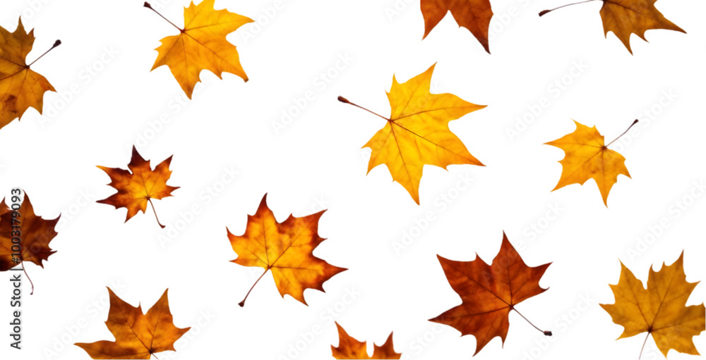 Scattered Autumn Leaves on a White Background Scattered Autumn Leaves on a White Background