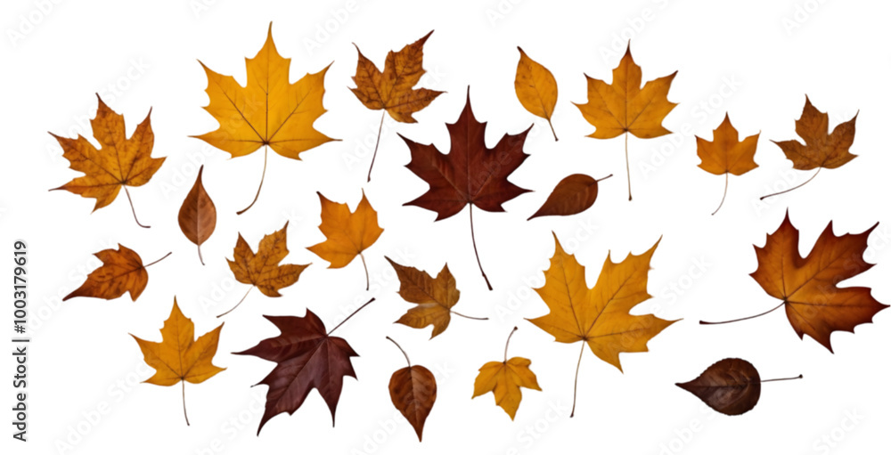 Scattered Autumn Leaves on a White Background Scattered Autumn Leaves on a White Background