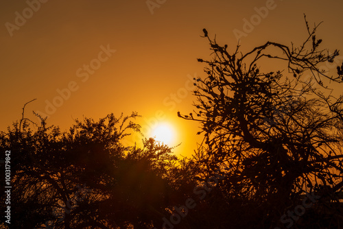 A sunset with trees in front and the sun behind them