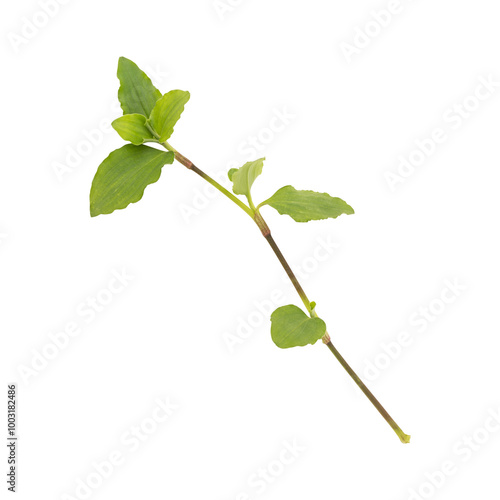 Fresh green wild benghal dayflower leaves branch isolated on transparent backgroun photo