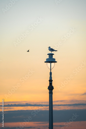 Seagull at sunset in Hove photo