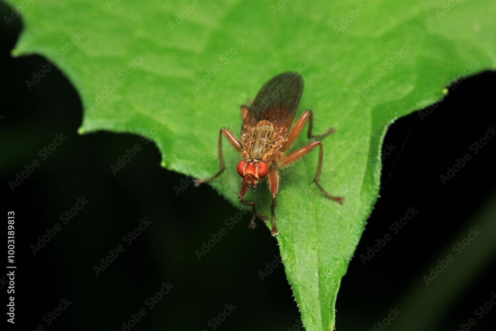 macro photo of housefly facing back