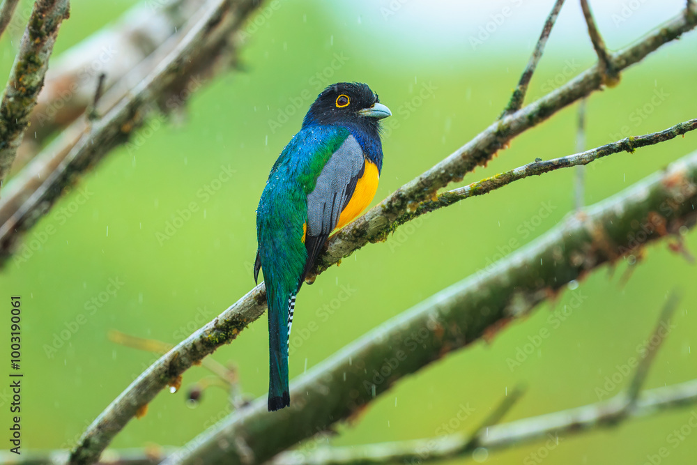 Obraz premium The gartered trogon (Trogon caligatus), also known as the northern violaceous trogon, is a near passerine bird in the family Trogonidae
