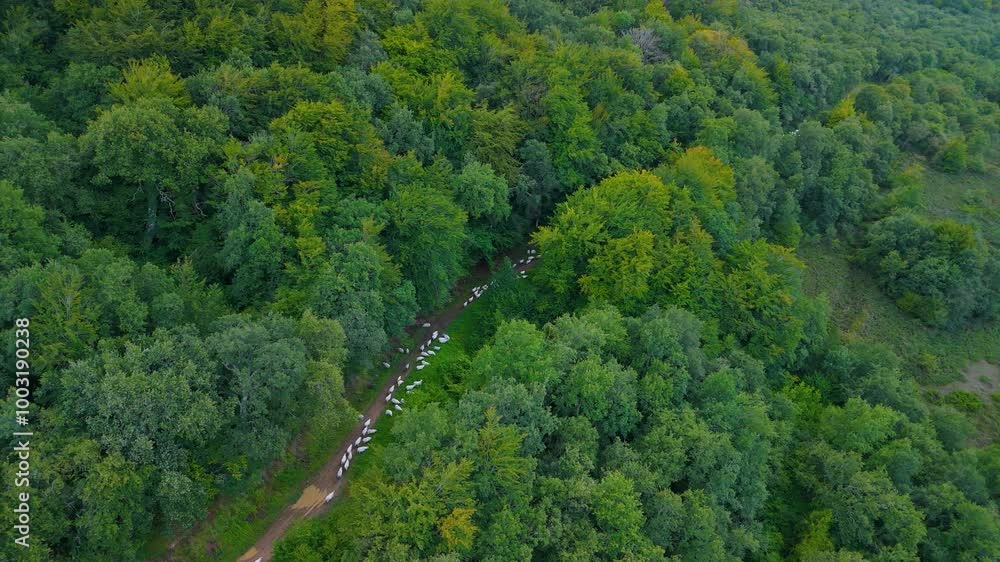 Drone view of the transhumance of flock of sheep from the Merindad de Montija to the Losa Valley. Quintanilla Sopeña. Merindad de Montija. Las Merindades region. Burgos. Castilla y Leon, Spain, Europe Drone view of the transhumance of flock of sheep from the Merindad de Montija to the Losa Valley. Quintanilla Sopeña. Merindad de Montija. Las Merindades region. Burgos. Castilla y Leon, Spain, Europe