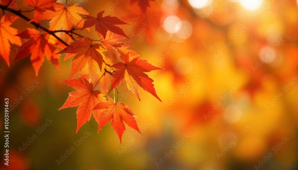 Autumn leaves of maple trees. Autumn fall leaves in sunlight. Natural autumn background. Autumnal fall background. Foliage, falling leaves background. Autumn leaf. Falling leaves background Autumn leaves of maple trees. Autumn fall leaves in sunlight. Natural autumn background. Autumnal fall background. Foliage, falling leaves background. Autumn leaf. Falling leaves background