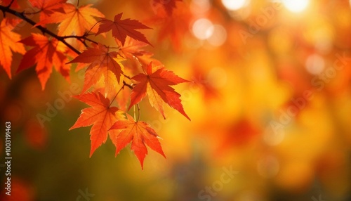 Autumn leaves of maple trees. Autumn fall leaves in sunlight. Natural autumn background. Autumnal fall background. Foliage, falling leaves background. Autumn leaf. Falling leaves background