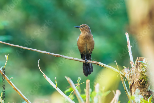 Great-tailed Grackle (Quiscalus mexicanus peruvianus) adult female sits on a tree branch. photo