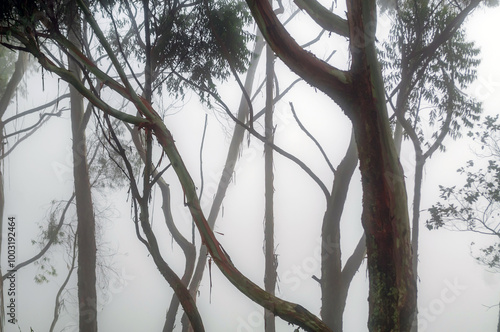 Halloween forest with fog and silhouette of trees among the gloom as if they were skeletons, giving fear and mystery as well as inviting a fairy tale or fantasy photo