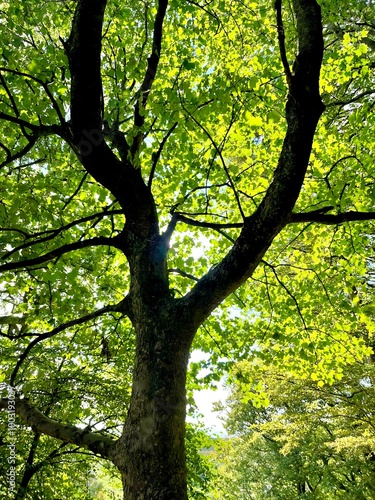 Sunlight filtering through a canopy of dense green leaves, casting a vibrant glow that brings the tranquility of the forest to life.