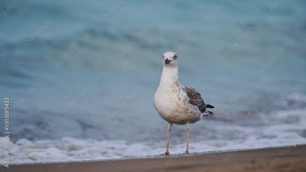 Slow motion shot of seagulls walking at the beach with the sea in the background Slow motion shot of seagulls walking at the beach with the sea in the background