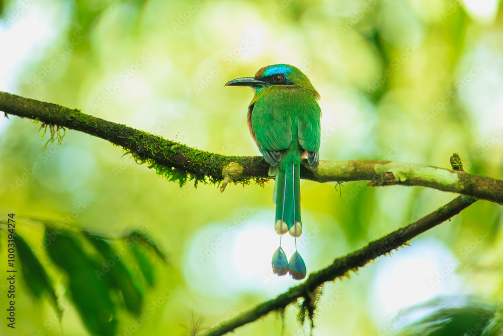 Obraz premium The keel-billed motmot (Electron carinatum) is a species of bird in the motmot family Momotidae.