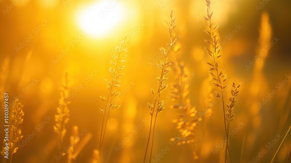 Golden sunlight illuminating grass blades Golden sunlight illuminating grass blades