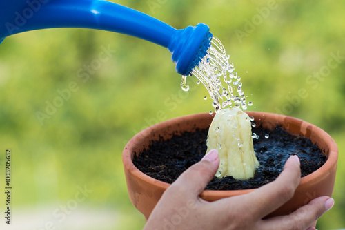 Watering banana seedling in a pot with water droplets.