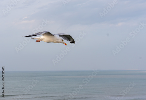 oiseau volant au dessus de la mer en vacances, sous un ciel bleu photo