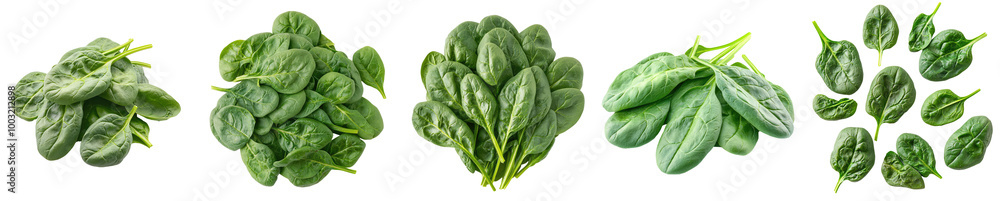 Fresh spinach leaves isolated on transparent background, PNG. Clipart template Fresh spinach leaves isolated on transparent background, PNG. Clipart template