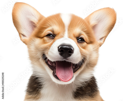 Happy corgi puppy lying on a white background, showcasing its playful nature in a bright atmosphere