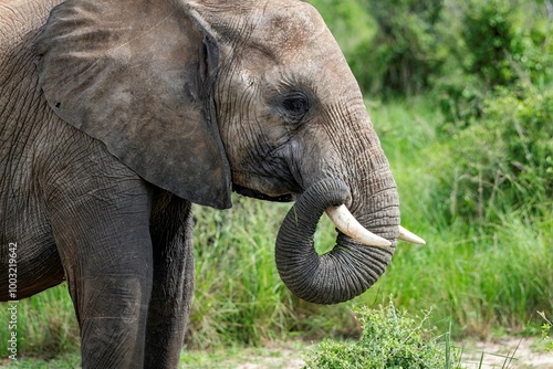 African Elephant grazing in bushland at Murchison falls National park in Uganda photo