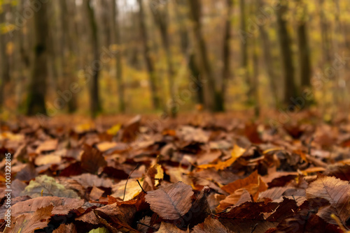 blurred autumn background, golden trees in the park, fallen leaves in the foreground