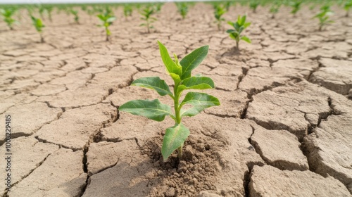 Green Plant Emerging from Dry Cracked Soil