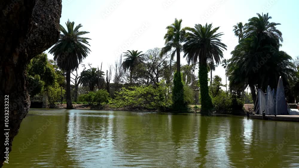 Palm trees and other plants on the edge of an artificial lake in a park Palm trees and other plants on the edge of an artificial lake in a park