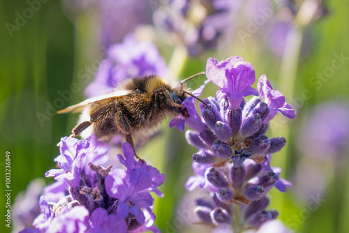 Bumble bee straddling two lavender flowers.