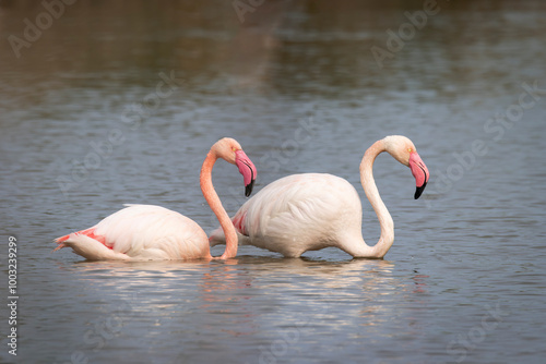 Greater flamingo walking trough the water - Phoenicopterus roseus