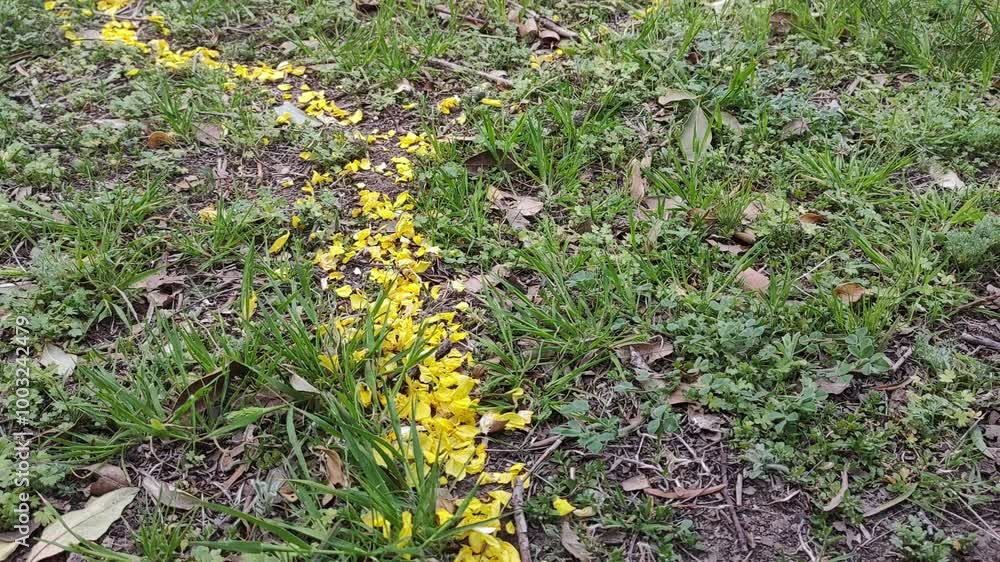 Black ants carrying yellow flower petals create a long trail on the ground. 4K 60fps Black ants carrying yellow flower petals create a long trail on the ground. 4K 60fps