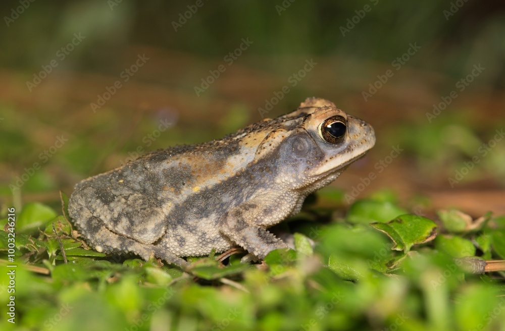 Gulf Coast toad Incilius nebulifer amphibian nature wildlife ground level. Gulf Coast toad Incilius nebulifer amphibian nature wildlife ground level.