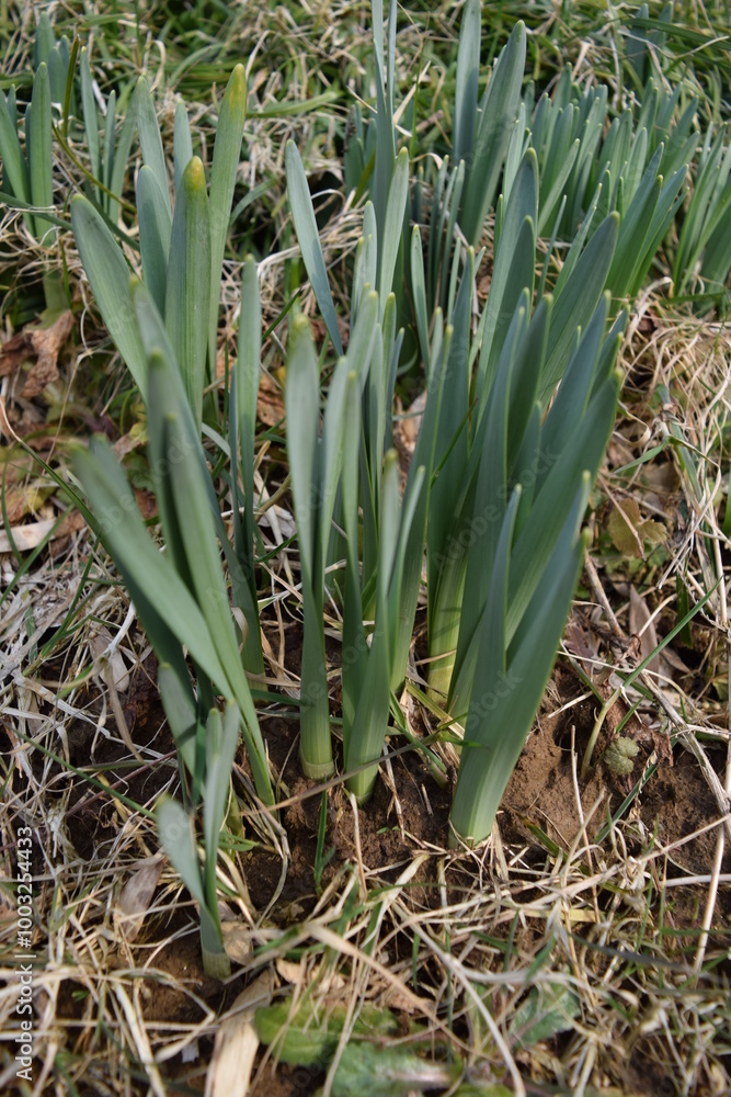 Obraz premium 雪解け後に芽吹いたスイセン