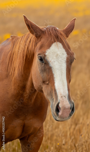 Portrait of a horse nut colour Wild West Wyoming