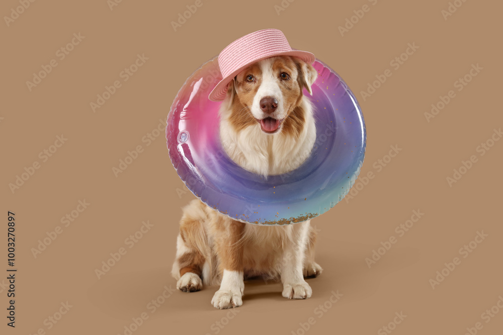 Cute Australian Shepherd dog in summer hat with inflatable ring on beige background Cute Australian Shepherd dog in summer hat with inflatable ring on beige background