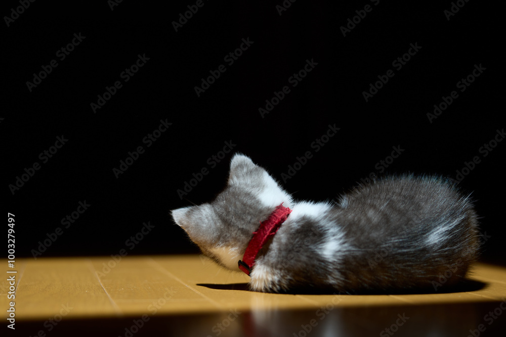 Obraz premium 横になる子猫