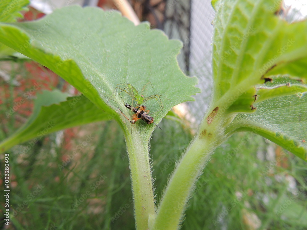 peucetia viridans peucetia viridans