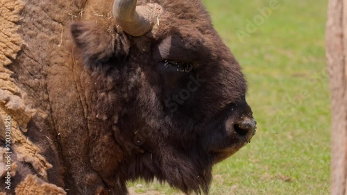 big brown bison head, close up chewing grass again, it is restless, the animal is massively harassed by many flies, on the eye in the face, during the day without people, close up view head