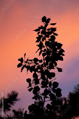 silhouette of a tree