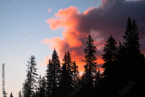 Sunrise in the forest
