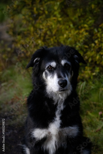black and white dog