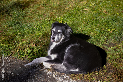 Dog goes blep 