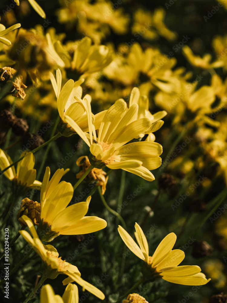 Fototapeta premium Yellow daisies in the garden