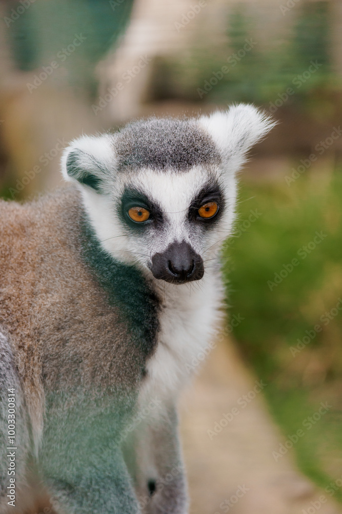 Captivating Close-Up of a Curious Lemur with Striking Orange Eyes Captivating Close-Up of a Curious Lemur with Striking Orange Eyes