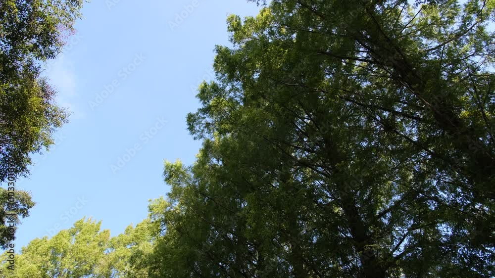 メタセコイアの並木