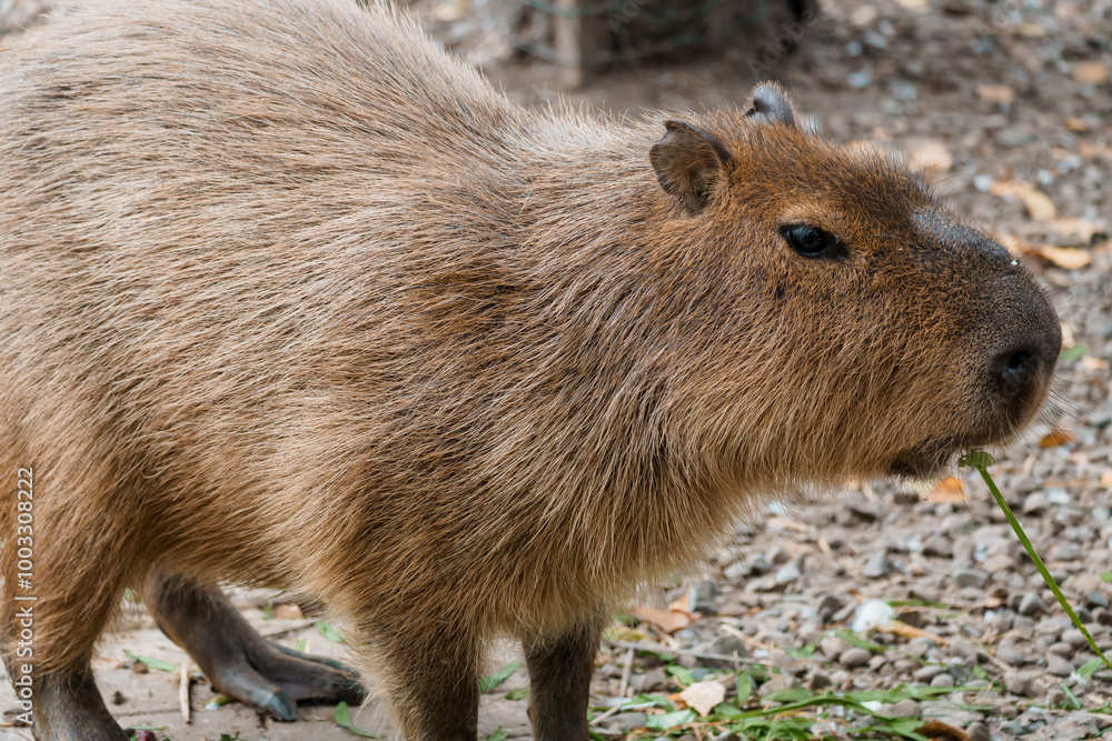 Capybara Portrait: A Close-Up of a Gentle Giant in Its Natural Habitat Capybara Portrait: A Close-Up of a Gentle Giant in Its Natural Habitat