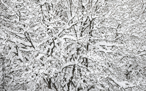 snow covered trees