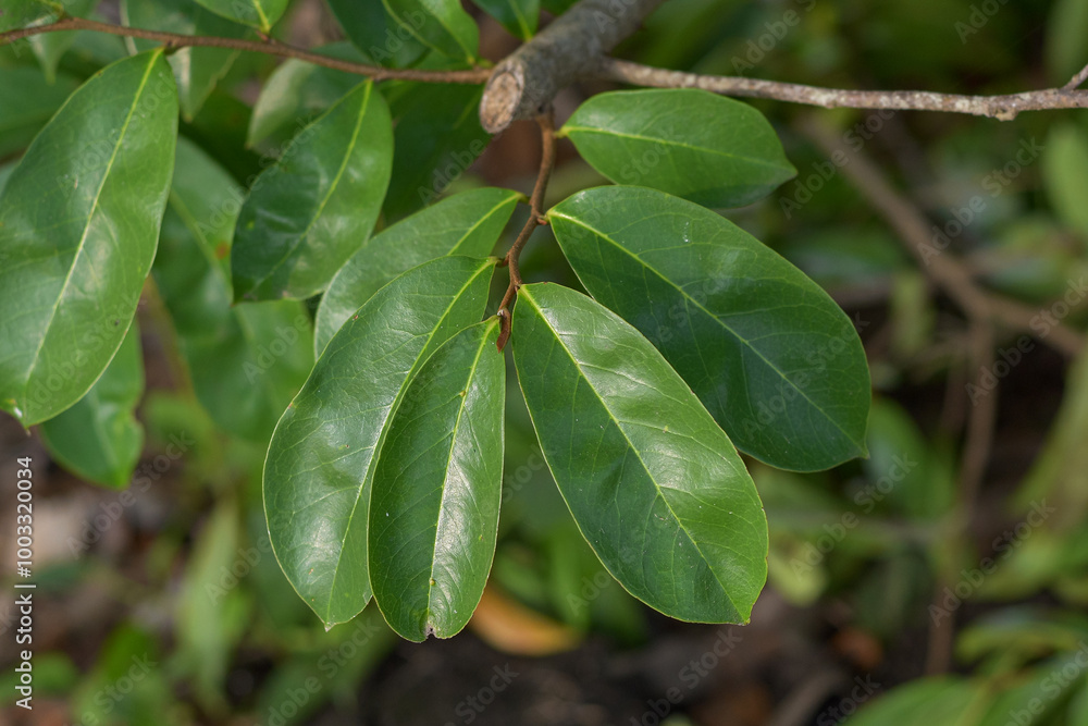 Soursop leaves are a natural ingredient in traditional alternative medicine Soursop leaves are a natural ingredient in traditional alternative medicine