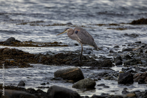 Blue Heron at shore waiting photo